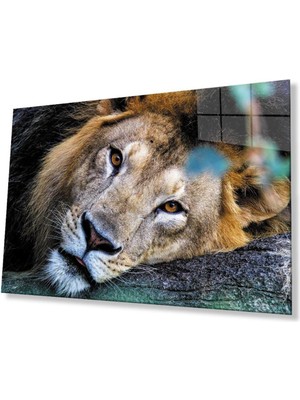 idealizbiz Aslan Cam Tablo 4mm Dayanıklı Temperli Cam