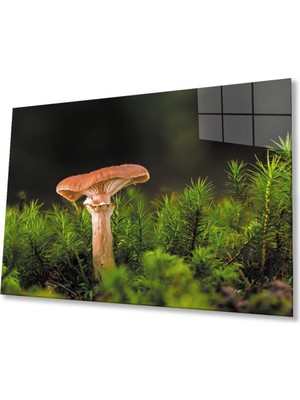 idealizbiz Mantar Cam Tablo