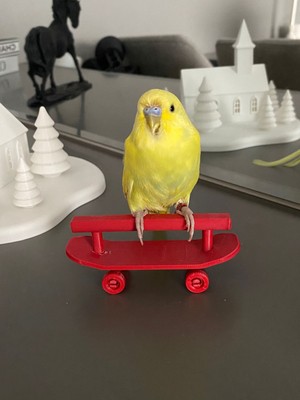 Muhabbet Kuşu ve Boyutlarındaki Kuşlar Için Kaykay Tünek