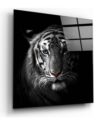 Petmudo AVM Kaplan Cam Tablo NO:2014