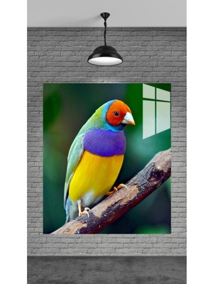 Petmudo AVM Renkli Kuş Tablosu Hediyelik Ofis ve Evlerinize