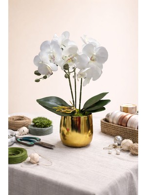Maviessa Gold Ceviz 2'li Orkide Aranjman
