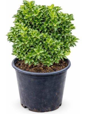 Lotus Botanik Sütun Taflan (Euonymus Japonicus) – Saksıda  Bitki –  40 cm