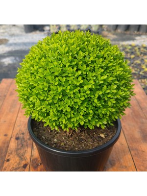 Lotus Botanik Top Şimşir (Buxus sempervirens) - 50-60 cm Boy