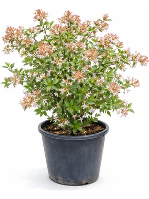 Lotus Botanik Abelya Bitkisi (Abelia Grandiflora) – Saksıda Canlı Bitki –  35–45 cm