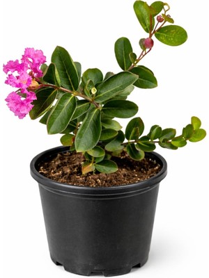 Lotus Botanik Oya Çalısı (Lagerstroemia Indica) – Saksıda Canlı Bitki – 🎍 Boy: 55–70 cm