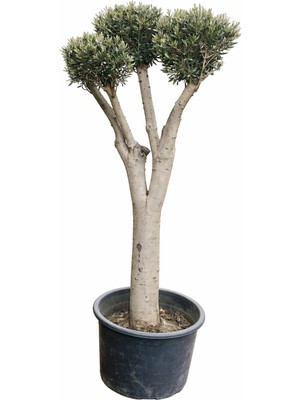 Lotus Botanik Bonzai Zeytin Ağacı Canlı Bitki (Olea Europaea) | Boy 170 cm
