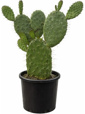 Lotus Botanik Frank Inciri Kaktüsü Canlı Bitki (Opuntia Ficus-Indica) | Boy 40–60 cm