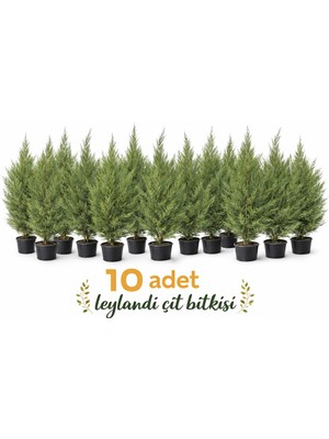Lotus Botanik Leylandi Canlı Bitki 10 Adet (Cupressocyparis Leylandii) | Boy 150–200 cm