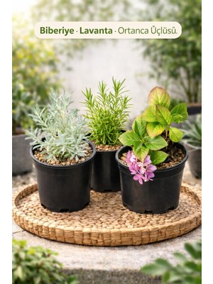 Lotus Botanik Canlı Bitki 3’lü Set | Biberiye – Lavanta – Ortanca