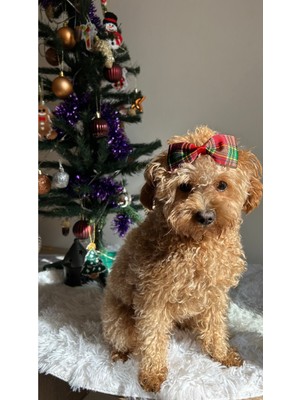 MELOKİDS Yılbaşı Temalı Kurdele Köpek Tokası