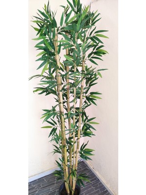 Rüzgar Çiçekçilik 170 cm 5 Gövdeli Bambu Ağacı