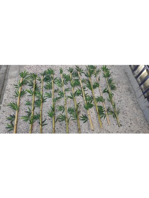 Rüzgar Yapay Çiçekcilik 10 Adet 1 Metre Bambu