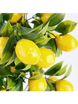 Rüzgar Çiçekcilik Yapay Limon Demeti