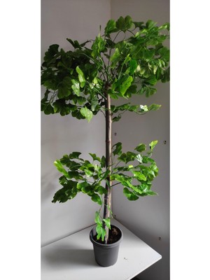 Rüzgar Çiçekcilik 150 cm Sakura Ağacı