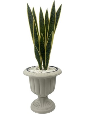 Yapay Kılıç Yucca Bitkisi 1.20 mt Boy Ağaç Nergiz Beyaz -Krem Saksıda Yuka Ağacı