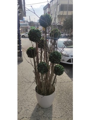 Rüzgar Çiçekcilik 160 cm Yükseklikte 9 Lu Şimşir Top