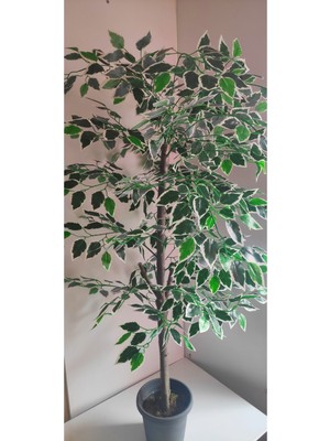 Rüzgar Çiçekcilik 160 cm Ficus Ağacı