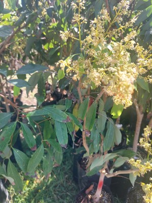 Yavuz Fidancılık Aşılı Liçi Fidanı 10 Yaş 180 cm