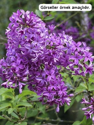 Leylak(Sümbül)Süs Bitkisi