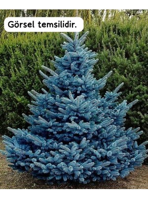 Afyon Doğa Peyzaj Mavi Ladin Fidanı 30-50 cm Boyunda