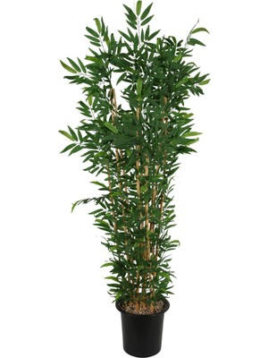 Yapay Çiçek Sitesi Plastik SAKSIDA10 Dallı Yapay Bambu Ağacı 230 cm