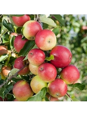 Afyon Doğa Peyzaj Aşılı   2 Yaş Amasya Elma Fidanı Açık Kök