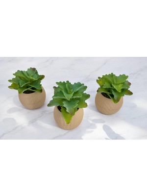 Ddtrend Yapay Kaktüs Echeveria Rosea Enrica Sukulent 3\'lü Bej Saksılı Kahverengi Renk 11 Cm.