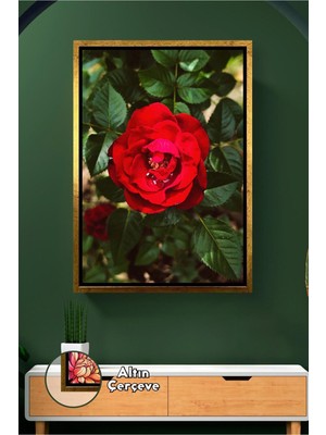 KOSS Dijital Kırmızı Gül Yakın Çekim Çiçek Fotoğrafı Doğal Bahçe Teması Salon Ofis Dekoru Çerçeveli Kanvas Tablo