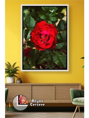 KOSS Dijital Kırmızı Gül Yakın Çekim Çiçek Fotoğrafı Doğal Bahçe Teması Salon Ofis Dekoru Çerçeveli Kanvas Tablo