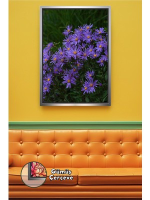 KOSS Dijital Mor Aster Çiçekleri Doğal Alan Çekimi Canlı Renkli Detaylı Çiçek Fotoğrafı Çerçeveli Kanvas Tablo