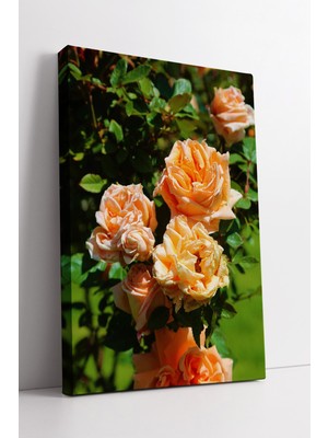 KOSS Dijital Bahçede Açan Şeftali Tonlarında Gül Buketi Doğal Çiçek Temalı Modern Dekoratif Kanvas Tablo