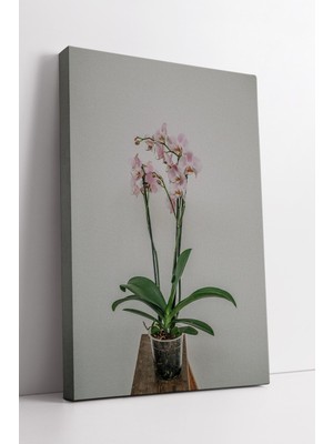 KOSS Dijital Zarif Pembe Orkide Bitkisi Minimal Arka Planlı Estetik Doğal Botanik Dekoratif Kanvas Tablo