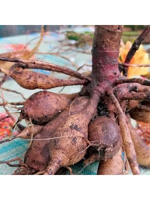 CSY 15 Adet Şakayık Çiçeği Yumrusu..karışık Renkler.yeni Mahsul. 6 Renkkarışık.yoğun Kokulu