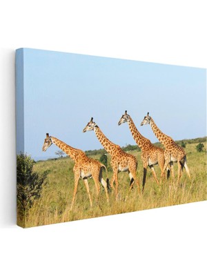 Tablofest Yatay Kanvas Tablo Yeşil Çayırdaki Sıralı Zürafalar Zürafa Tablosu Ev Ofis Duvar Dekoru