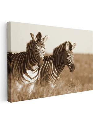Tablofest Yatay Kanvas Tablo Kuru Otlar Arasında Iki Zebra Zebra Tablosu Ev Ofis Duvar Dekoru