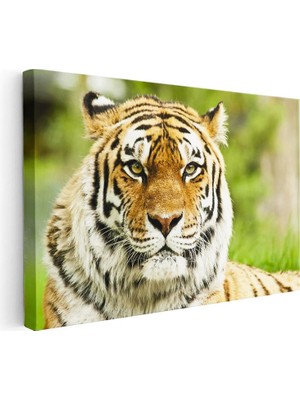 Tablofest Yatay Kanvas Tablo Keskin Bakışlı Kaplan Portresi Kaplan Tablosu Ev Ofis Duvar Dekoru