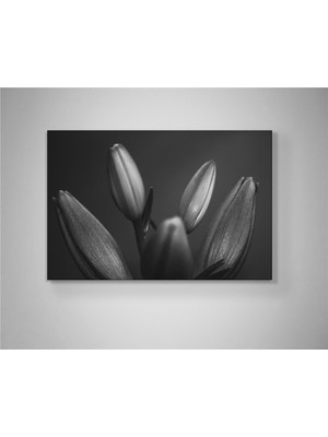 Çiçeklerin Sessiz Zarafeti