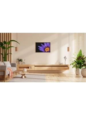 Mor Nilüferin Alevi