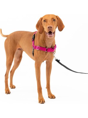 Petsafe No-Pull Köpek Göğüs Tasması, Çekmeyi Önlemeye Yardımcı, Kontrolü Ele Alın ve Tasmayla Daha I