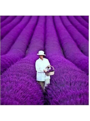 Look 20 Adet Yediveren Mor Lavanta Tohumu TH-LAVANTA12