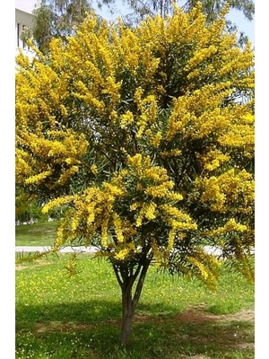 Look Sarı Mimoza Ağacı Tohumu / 5 Adet Tohum TH-2022DSHNGLKTHM232