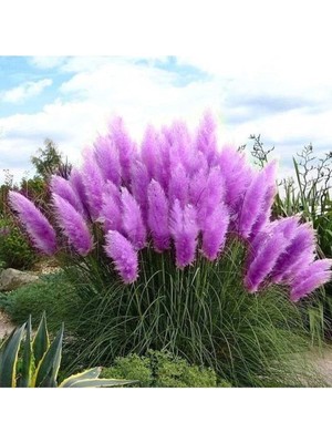 Dünyam 50 Adet Daisy Garden Purple Pampas Tohumu