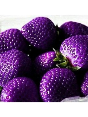 Look 10 15 Adet Mor Çilek Tohumu TH-2022DSHNGLKTHM159