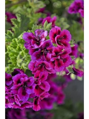 Look 10 Adet Alacalı Sardunya Çiçek Tohumu TH-5230089665445233