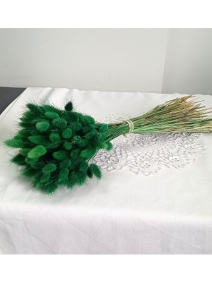 Birlik Pamuk Otu  Lagurus  Kuru  Çiçek  Yeşil