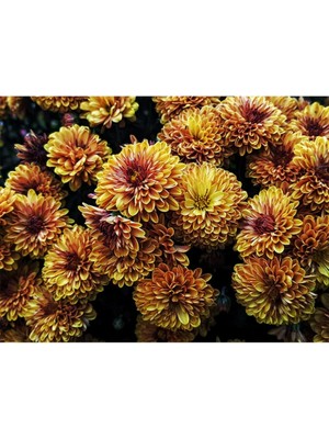 Look Toprak Rengi Krizentem (Kasımpatı) Çiçeği Tohumu 10 15 Adet TH-2022DSHNGLKTHM022