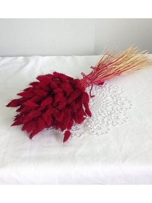 Birlik Pamuk Otu  Lagurus  Kuru Çiçek  Bordo