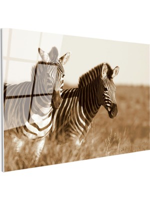 Tablofest Tamperli Gerçek Cam Tablo Kuru Otlar Arasında Iki Zebra Zebra Tablosu Duvar Dekoru