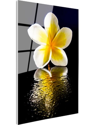 Tablofest Tamperli Gerçek Cam Tablo Sarı Beyaz Plumeria Yansıma Çiçek Tablosu Duvar Dekoru